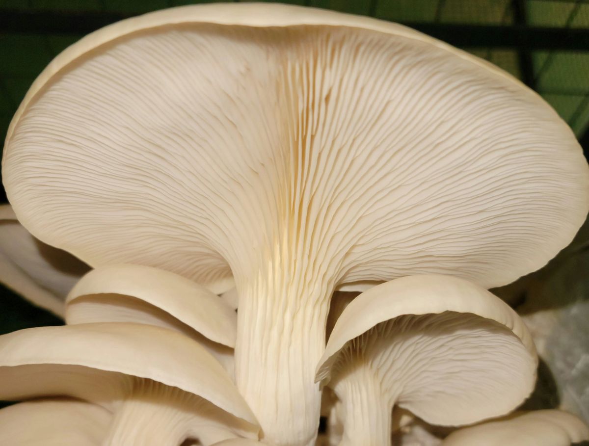 Elm Oyster Mushroom